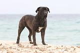 CANE CORSO 608